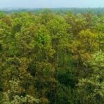 Bankura District Forest