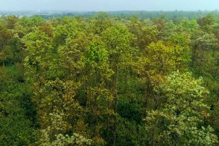 Bankura District Forest