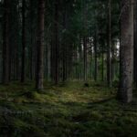 Bankura Forest Resort