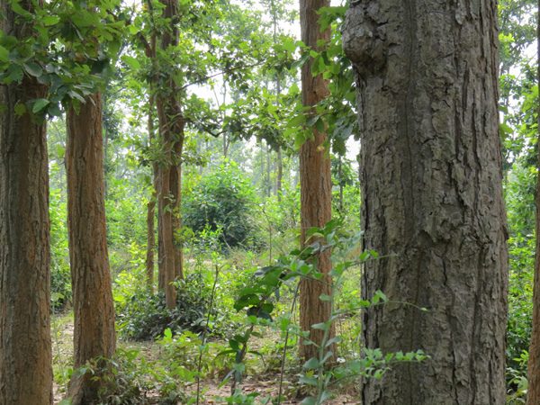 Joypur forest West bengal