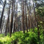 Jaipur Jungle Bankura