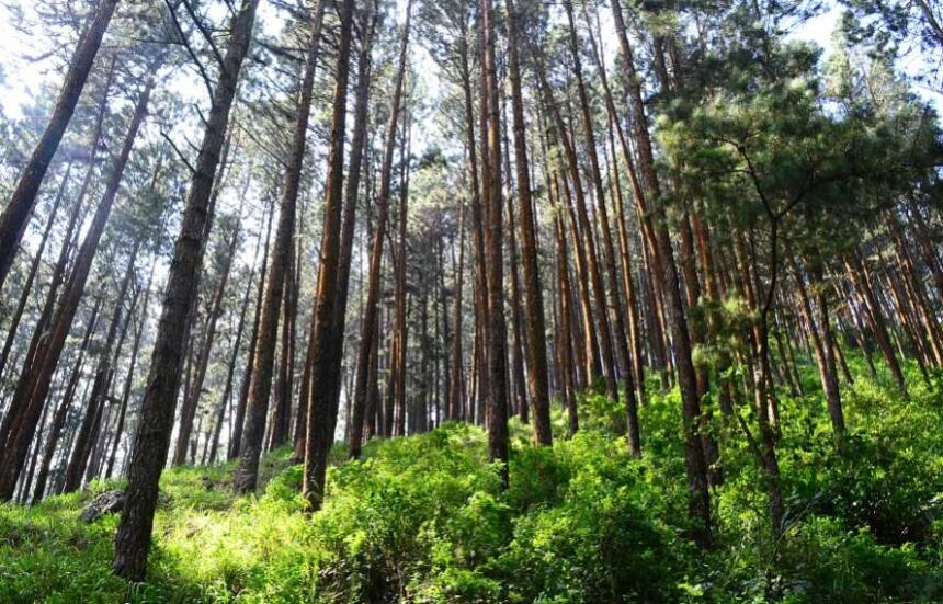 Jaipur Jungle Bankura